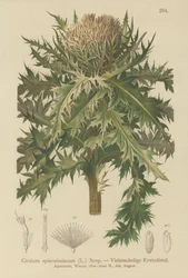 Spiniest Thistle